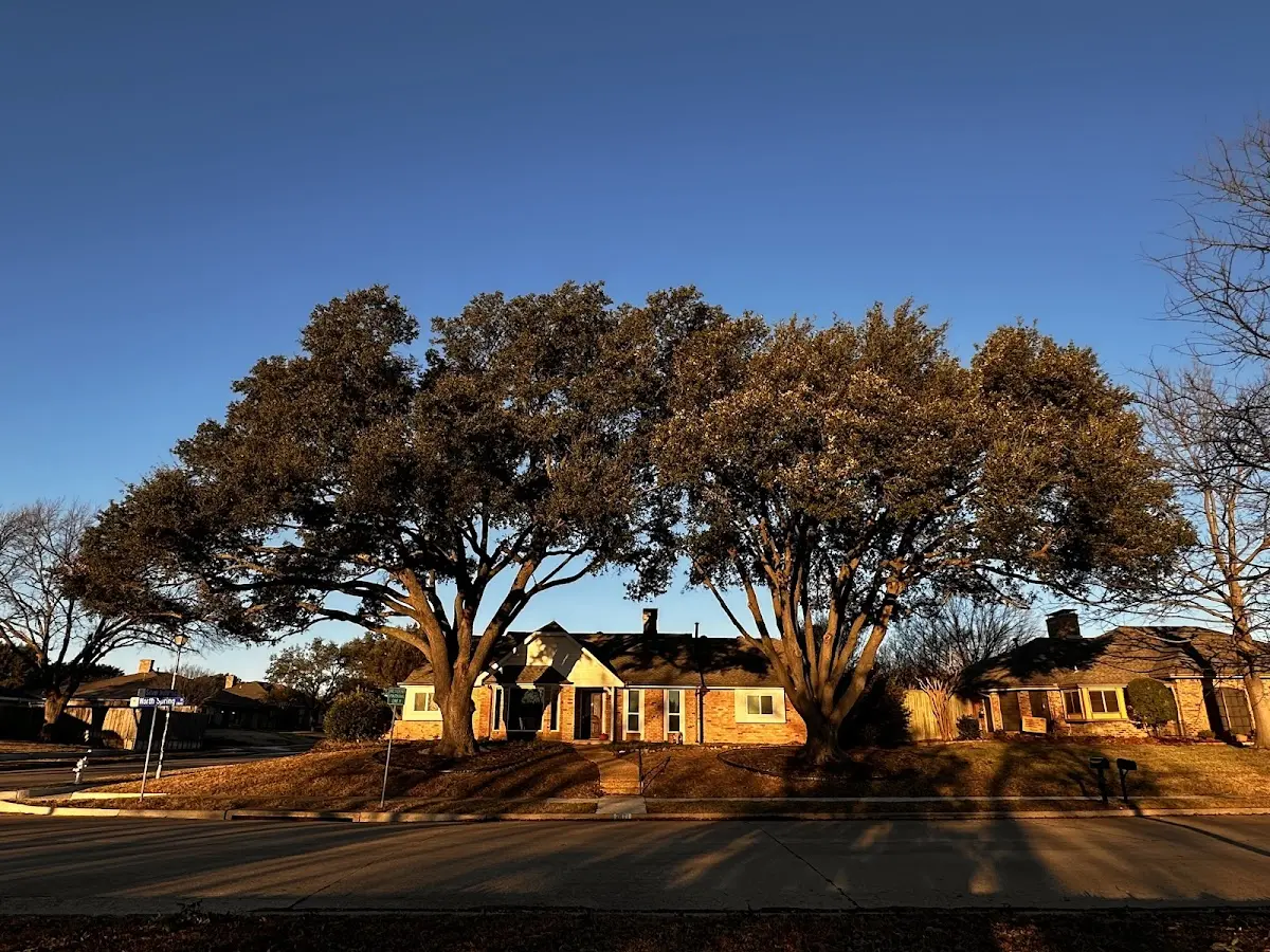 Established residential canopy tree shading a home in Mount Carroll